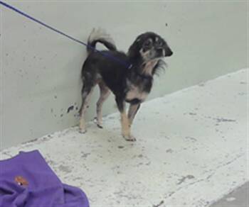 Chihuahua Dogs Available for Adoption in Houston, Texas - A2076752 | PetCurious