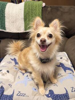 Julez -  Chihuahua Dog for Adoption - Julez | PetCurious