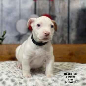 Labrador Retriever and Terrier Dogs Available for Adoption - Hootie The Mixed Breed Puppy! | PetCurious