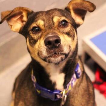 26-01314 DIESEL -  Pit Bull Terrier Dog for Adoption in Fredericksburg, Virginia - 26-01314 DIESEL | PetCurious