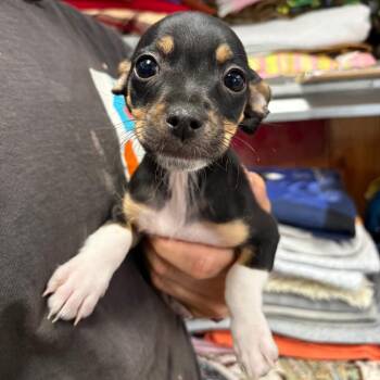 Chihuahua and Mixed Breed Dogs Available for Adoption in San Pablo, California - Wrangler/A1046837 | PetCurious