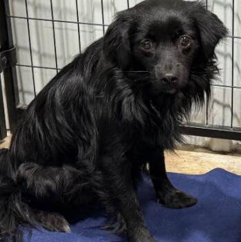 Rescue Yorkshire Terrier and Terrier Dogs for Adoption in Grand Bay, Alabama - Pongo | PetCurious