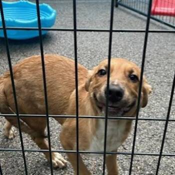 Alan -  Mixed Breed Dog for Adoption in Knoxville, Tennessee - Alan | PetCurious