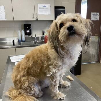 Mindy -  Shih Tzu and Mixed Breed Dog for Adoption in San Antonio, Texas - Mindy | PetCurious
