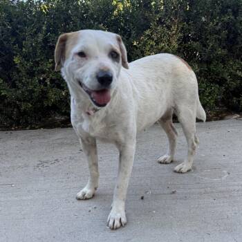 Chavis -  Cattle Dog and Terrier Dog for Adoption in Escondido, California - Chavis | PetCurious