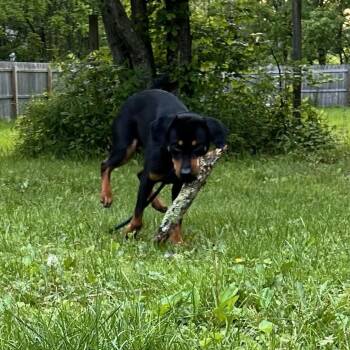Rescue Rottweiler Dogs for Adoption in Patterson, New York - Oscar | PetCurious