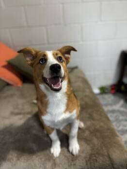 Rusty -  Corgi Dog for Adoption in San Leon, Texas - Rusty | PetCurious