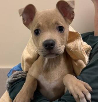 Zim -  Terrier and Mixed Breed Dog for Adoption in Honolulu, Hawaii - Zim | PetCurious