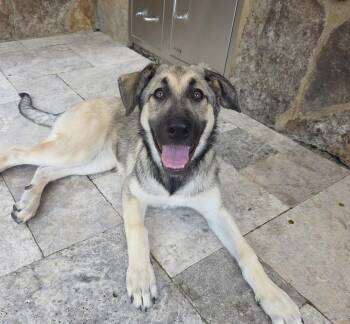 Gnocchi -  Anatolian Shepherd Dog for Adoption in Charlotte, North Carolina - Gnocchi | PetCurious