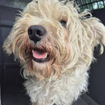 Doc McStuffin -  West Highland White Terrier Westie and Mixed Breed Dog for Adoption in Montgomery, Alabama - Doc McStuffin | PetCurious