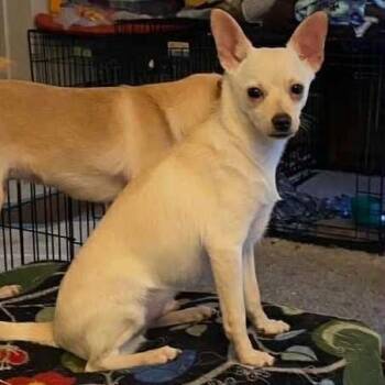Rescue Terrier Dogs for Adoption in Antioch, California - Curly | PetCurious