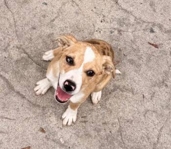 Petunia -  Catahoula Leopard Dog Dog Available for Adoption in Colorado Springs, Colorado - Petunia | PetCurious