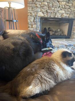 Flint Fynn -  German Shepherd Dog Dog for Adoption in Milton, Georgia - Flint Fynn | PetCurious