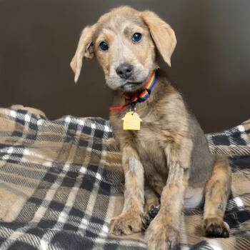 Plott Hound and Mixed Breed Dogs Available for Adoption - CALLIOPE | PetCurious