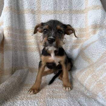 Great Gatsby -  Terrier and Mixed Breed Dog for Adoption in Carencro, Louisiana - Great Gatsby | PetCurious