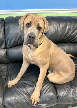 Rescue Cane Corso Dogs for Adoption in Hazlet, New Jersey - Bubba | PetCurious