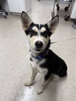TELLER -  Husky Dog for Adoption in Fairbanks, Alaska - TELLER | PetCurious