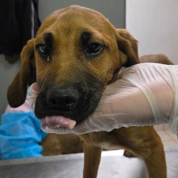 Mixed Breed Dogs Available for Adoption - Carrot Cake | PetCurious