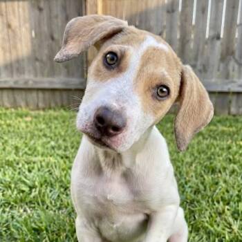 Dexter -  Terrier and Labrador Retriever Dog for Adoption in Crown Point, Indiana - Dexter | PetCurious