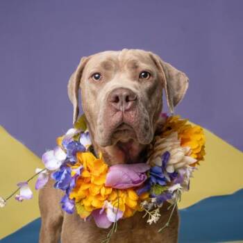 Nami -  Labrador Retriever and Mixed Breed Dog for Adoption in Atlanta, Georgia - Nami | PetCurious