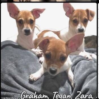 Graham Available 10/23 -  Chihuahua Dog for Adoption in Loves Park, Illinois - Graham Available 10/23 | PetCurious