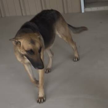 Rescue German Shepherd Dog and Mixed Breed Dogs for Adoption in Dallas, Texas - Greta | PetCurious