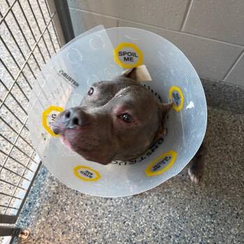 Victor Hugo -  Mixed Breed Dog for Adoption in Dearborn, Michigan - Victor Hugo | PetCurious