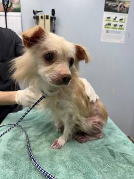 Rescue Pomeranian Dogs for Adoption in Chicago, Illinois - King | PetCurious