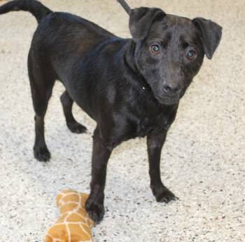 Terrier Dogs Available for Adoption in Heath, Ohio - Josh (11867) | PetCurious