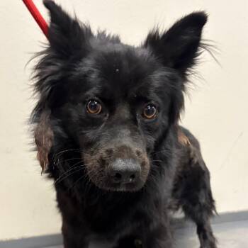 Chato -  Mixed Breed Dog for Adoption in Yuma, Arizona - Chato | PetCurious