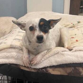 Marina -  Chihuahua and Mixed Breed Dog for Adoption in Fort Collins, Colorado - Marina | PetCurious