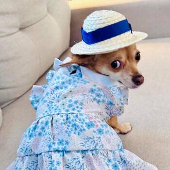Chihuahua Dogs Available for Adoption in Seal Beach, California - Nala  | PetCurious