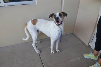 Navy -  Anatolian Shepherd Dog for Adoption in Mckinney, Texas - Navy | PetCurious