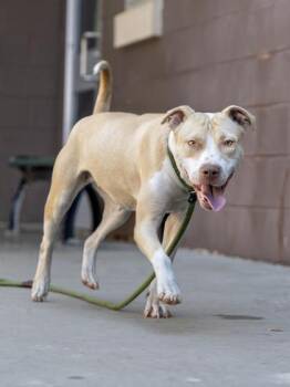 Brinley -  Mixed Breed Dog for Adoption in Chamblee, Georgia - Brinley | PetCurious