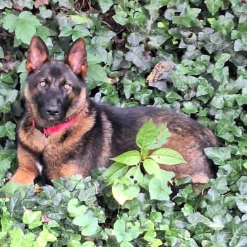 Ember -  German Shepherd Dog Dog for Adoption in Rossville, Georgia - Ember | PetCurious