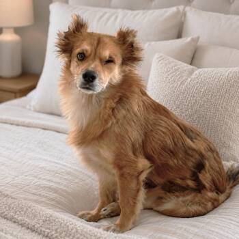 Carfox -  Finnish Spitz Dog for Adoption in Fairfield, Connecticut - Carfox | PetCurious