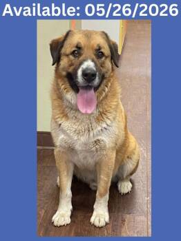 Dog Kennel #6 Ace -  Great Pyrenees and Australian Cattle Dog Blue Heeler Dog Available for Adoption in Greenville, Texas - Dog Kennel #6 Ace | PetCurious