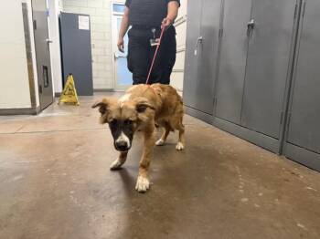 FRANCIS -  Mixed Breed Dog for Adoption in Dallas, Texas - FRANCIS | PetCurious