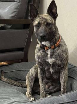 Rescue Cattle Dog Dogs for Adoption in Grand Forks, North Dakota - Wren | PetCurious