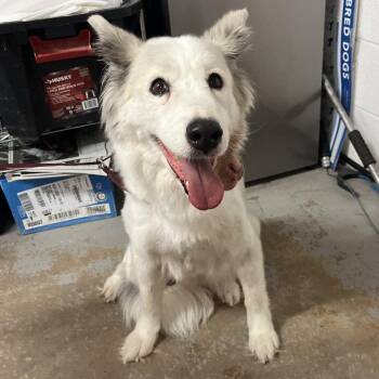Jules -  Australian Shepherd Dog for Adoption in Edinburg, Texas - Jules | PetCurious