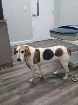 Grape -  Coonhound Dog for Adoption in Pottstown, Pennsylvania - Grape | PetCurious