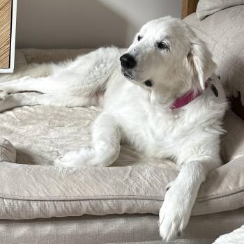Rescue Great Pyrenees Dogs for Adoption - Reba | PetCurious
