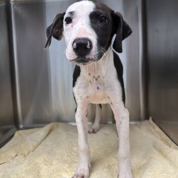 Rescue Mixed Breed Dogs for Adoption in Blue Ridge, Georgia - Saturn | PetCurious