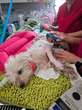 Henrietta and Hermes -  Maltese and Morkie Dog for Adoption - Henrietta And Hermes | PetCurious