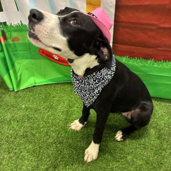 Houdini -  Labrador Retriever and Pit Bull Terrier Dog for Adoption in Woodbine, Georgia - Houdini | PetCurious