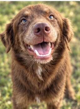Codyco -  Australian Shepherd and Mixed Breed Dog for Adoption in Zimmerman, Minnesota - Codyco | PetCurious