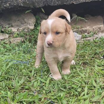 Labrador Retriever and Chihuahua Dogs Available for Adoption in New York, New York - PRINCESS ALICE “Disney Litter” Out Of Town  | PetCurious