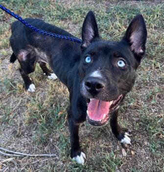 Lady -  Husky and Shepherd Dog for Adoption in Great Bend, Kansas - Lady | PetCurious