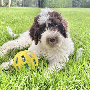 Sammy -  Labradoodle Dog for Adoption in Buffalo, New York - Sammy | PetCurious