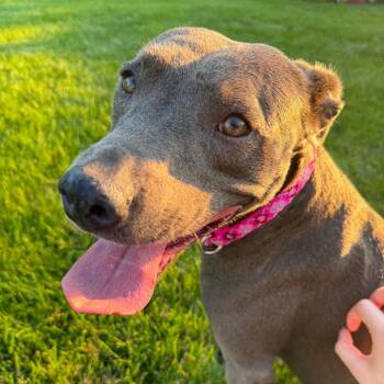 Jenga -  Mixed Breed Dog for Adoption in Dekalb, Illinois - Jenga | PetCurious